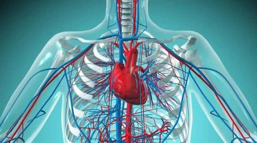 Nhụy hoa nghệ tây có thật sự tốt cho tim mạch hay không? Hãy tìm hiểu!